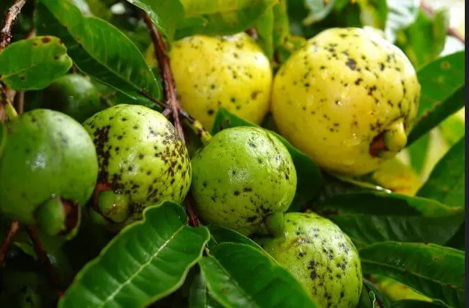 Guava Pests & Diseases