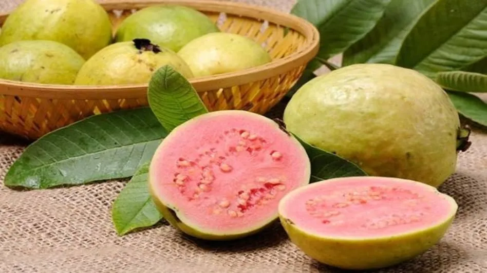 Make Guava Source of Income