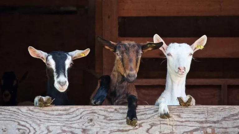 Goat Farming Loan 2022
