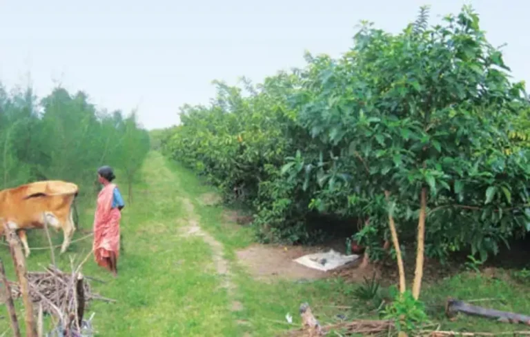 Agroforestry Policy