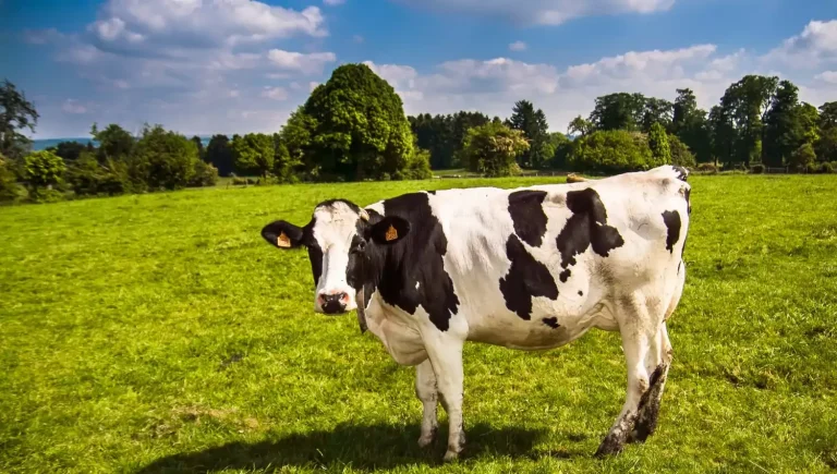 NABARD Dairy Farming Scheme 2020