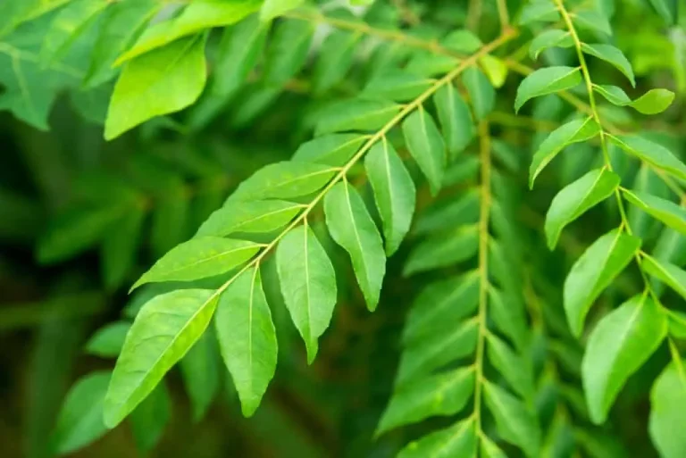 Amazing cultivation of curry leaves, plant once and earn money for years